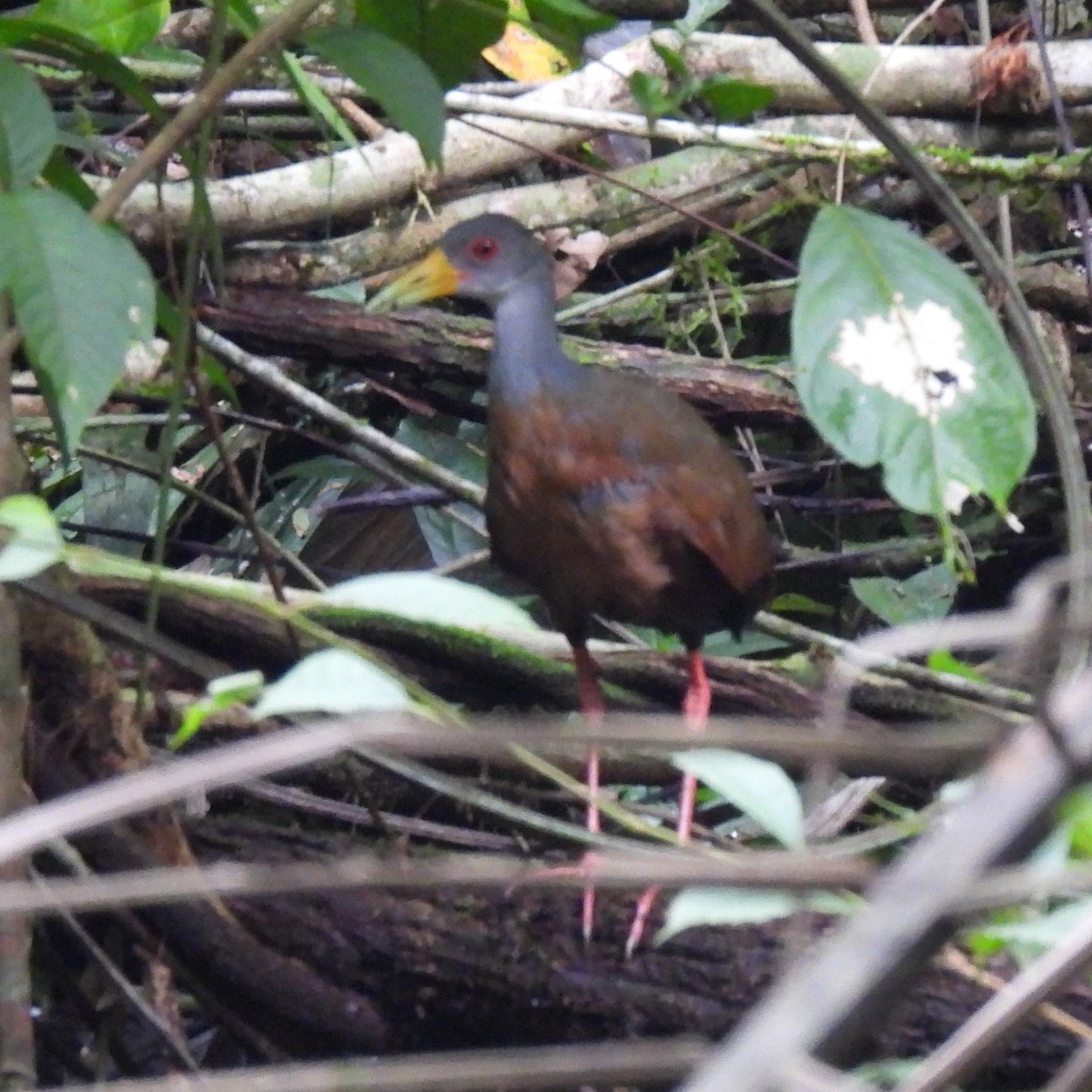 Gray-cowled Wood-Rail - ML624497957