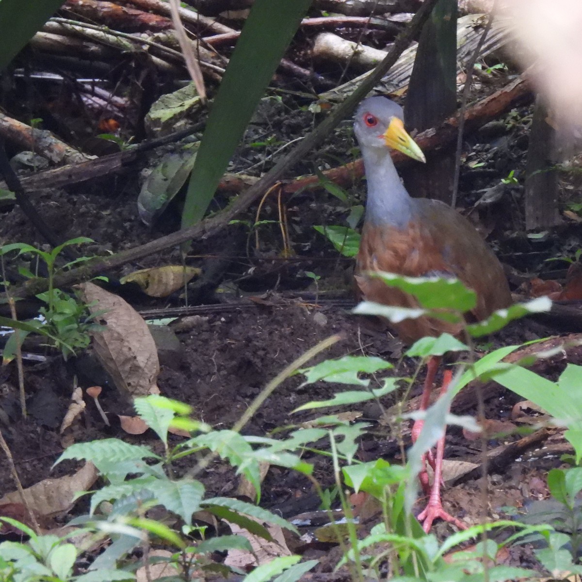 Gray-cowled Wood-Rail - ML624497959