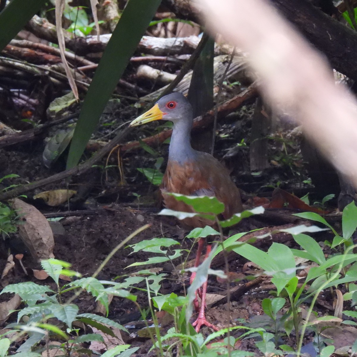 Gray-cowled Wood-Rail - ML624497960