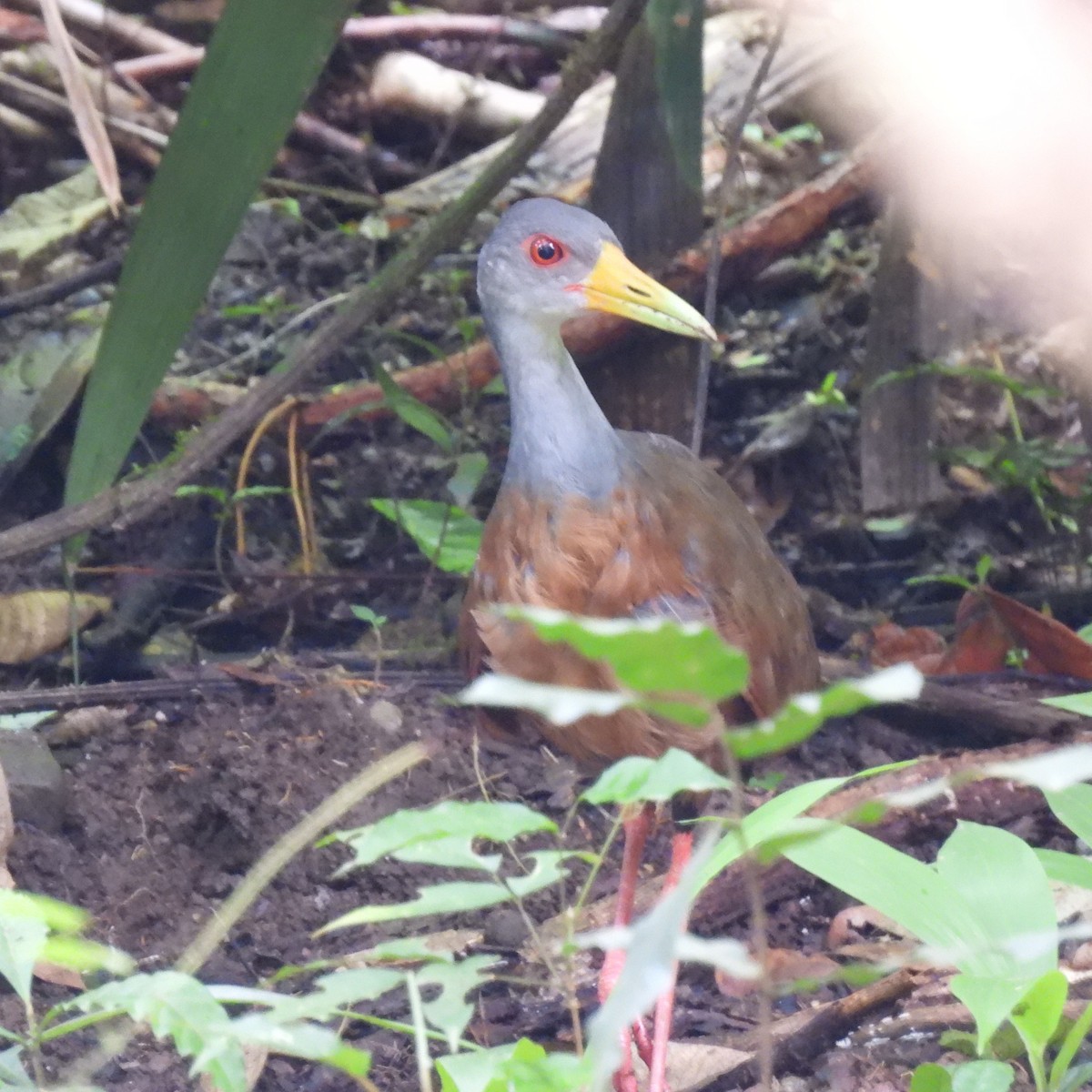 Gray-cowled Wood-Rail - ML624497961