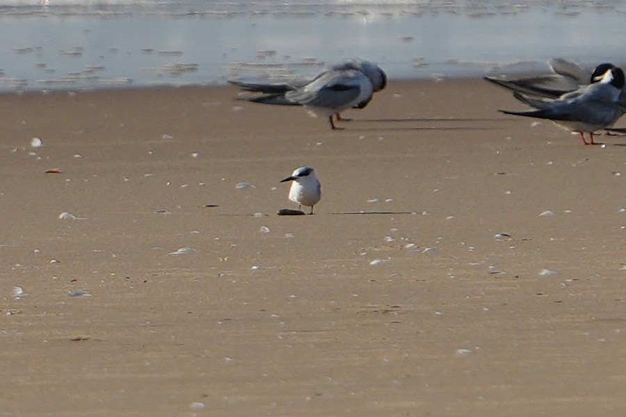 Saunders's Tern - ML624498110