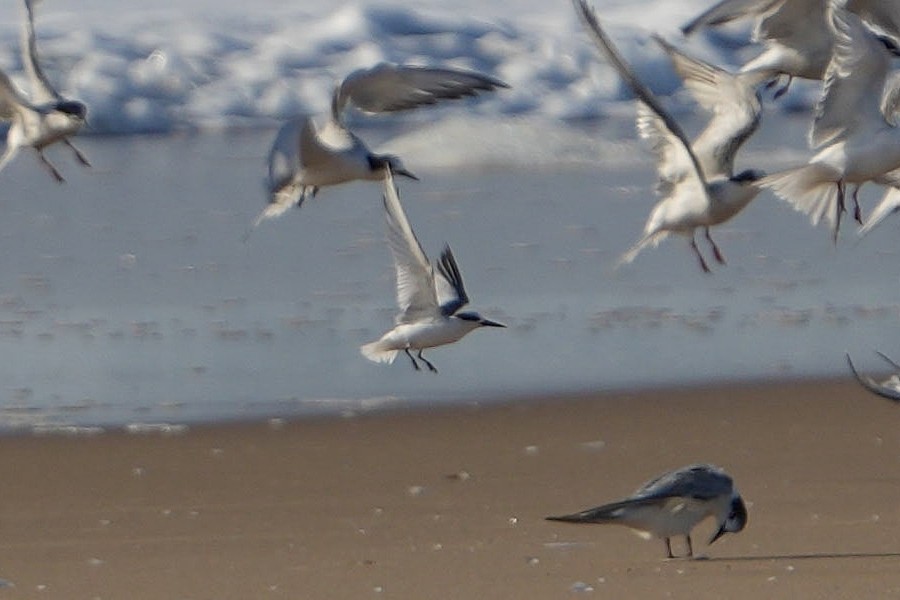 Saunders's Tern - ML624498112