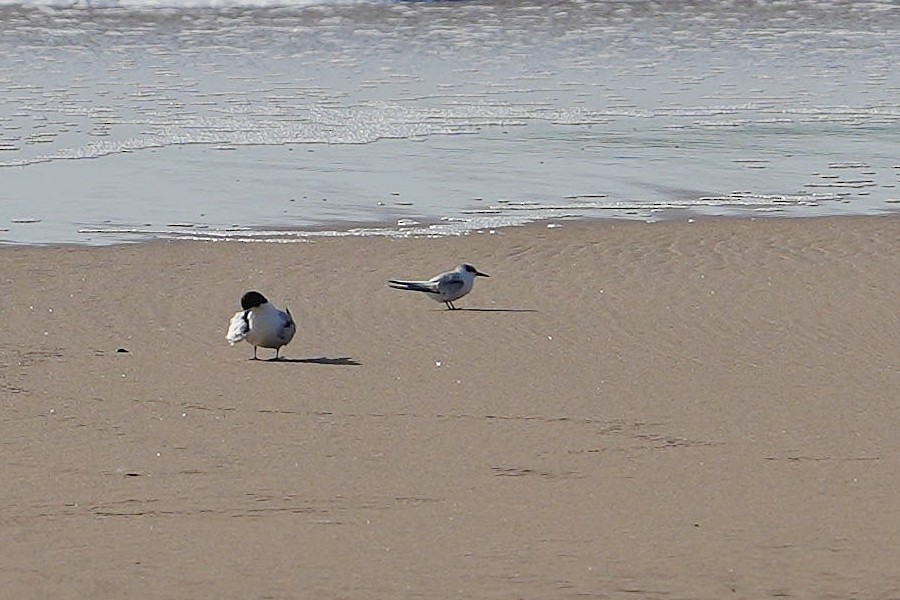 Saunders's Tern - ML624498114