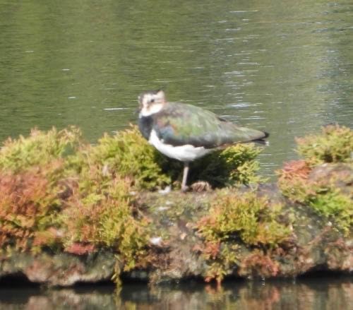 Northern Lapwing - ML624498126