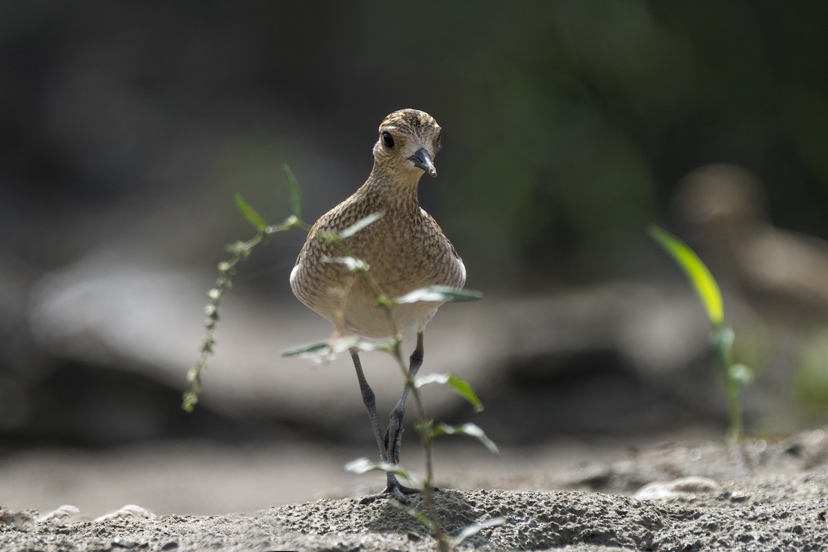 Pacific Golden-Plover - ML624498210