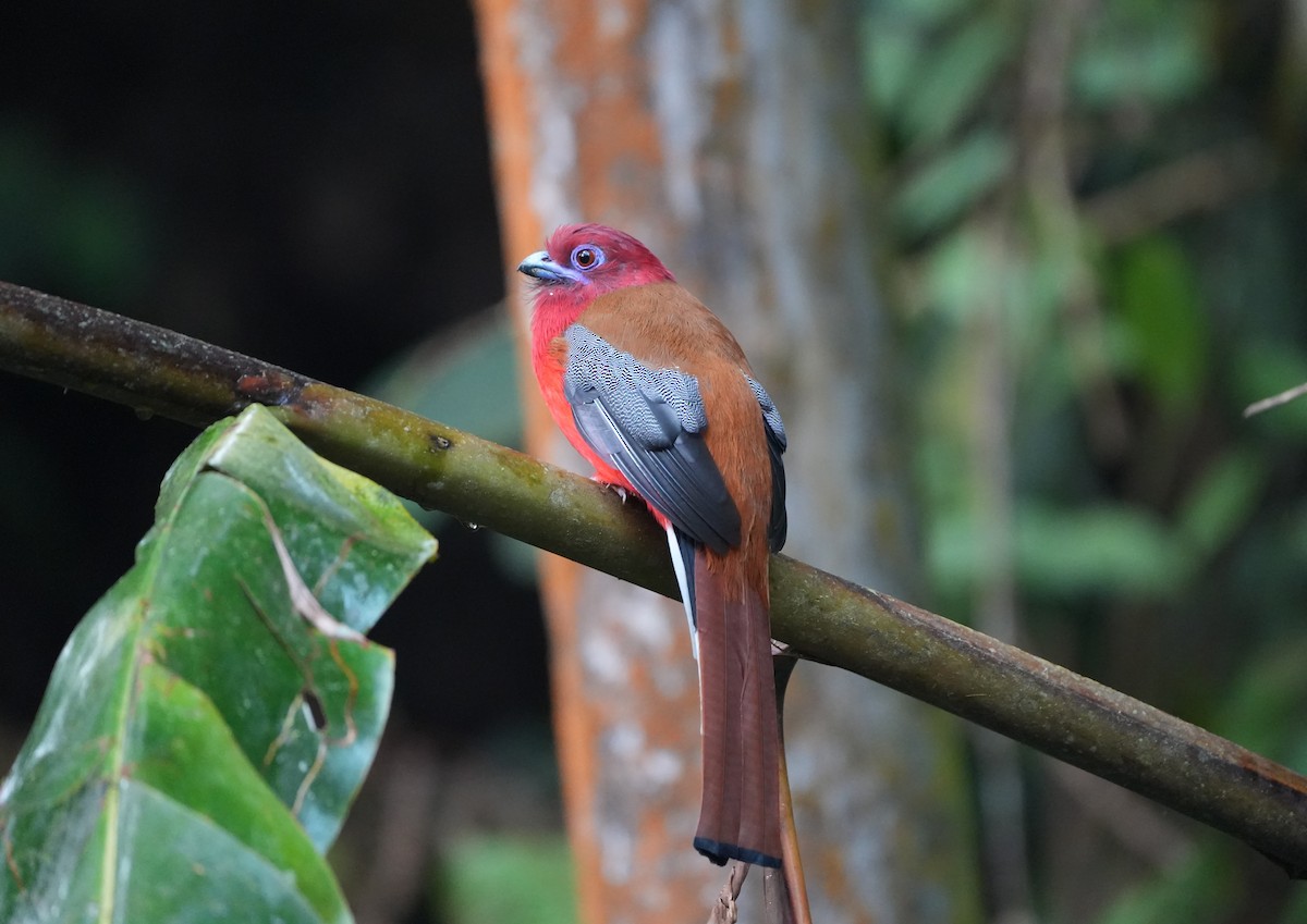 Red-headed Trogon - ML624498264