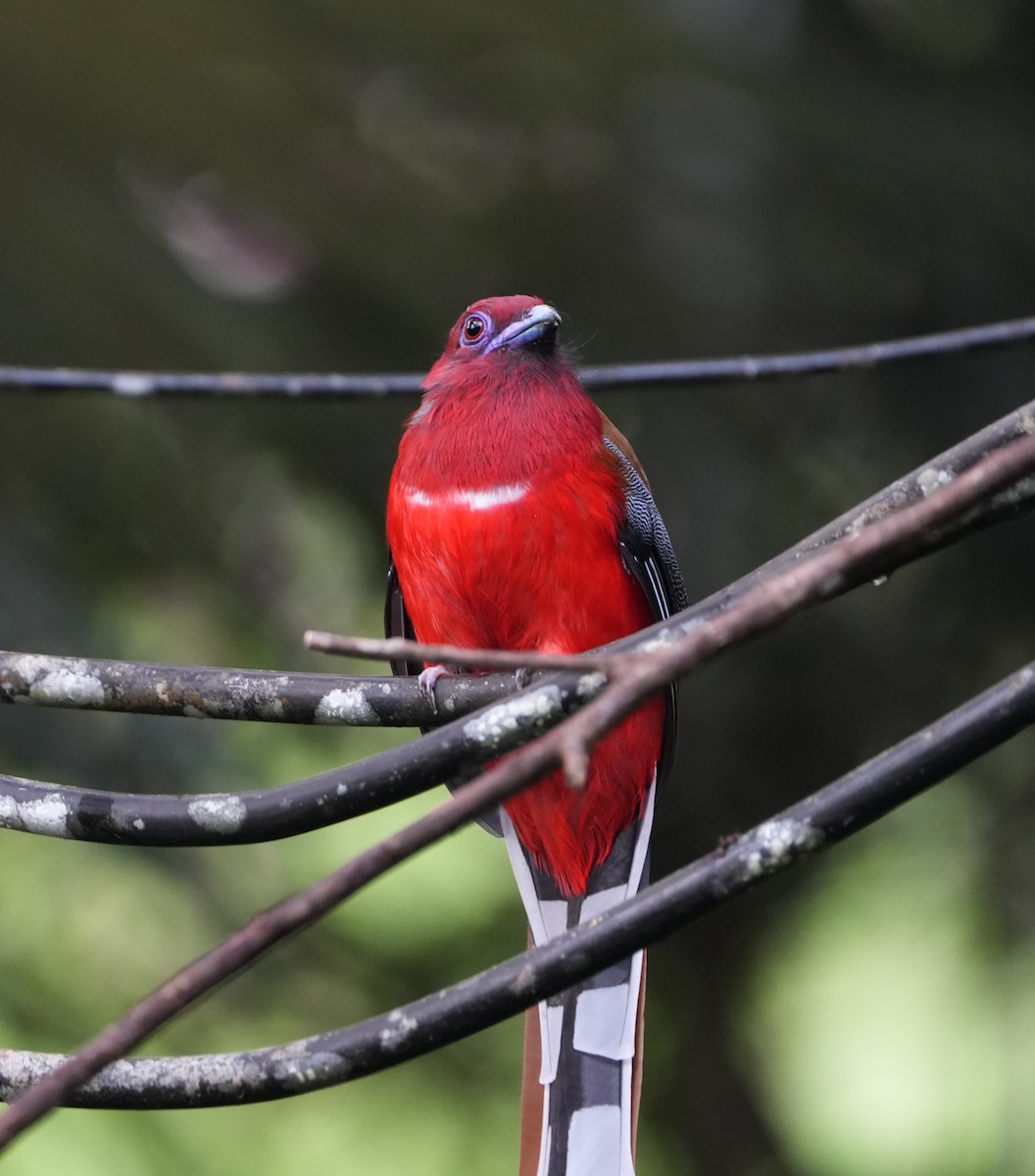 Red-headed Trogon - ML624498266