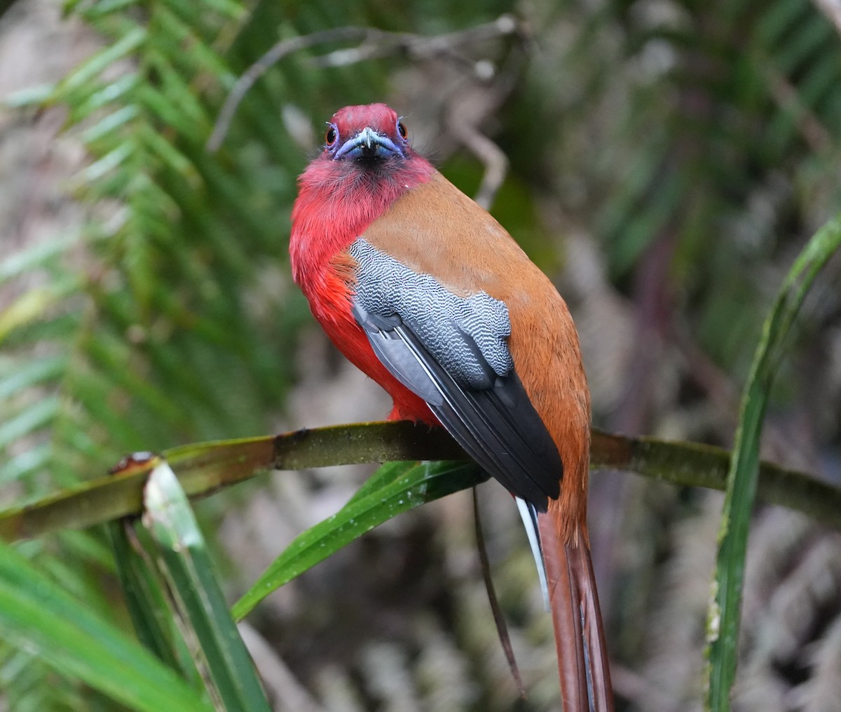 Red-headed Trogon - ML624498268