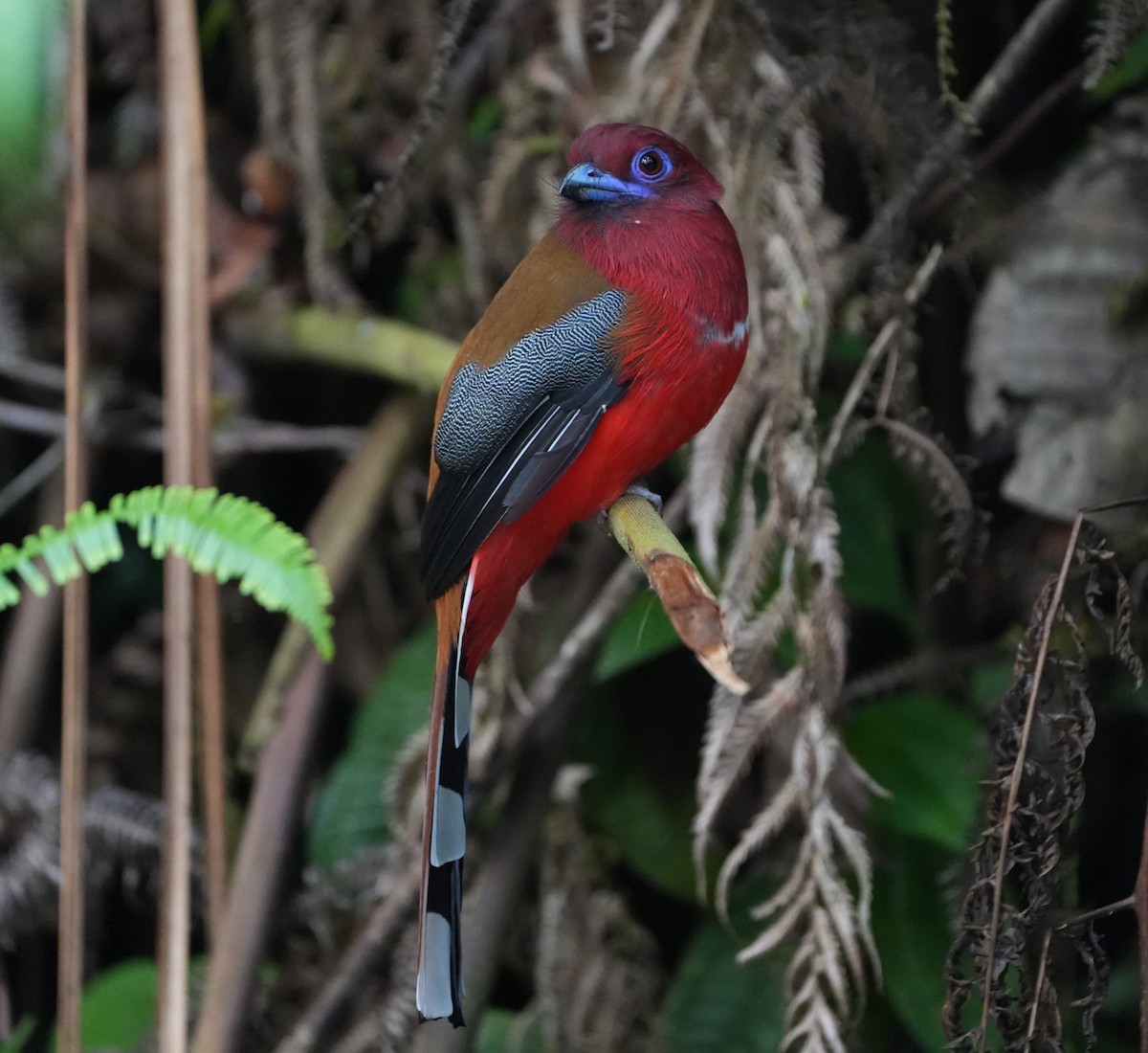 Red-headed Trogon - ML624498269