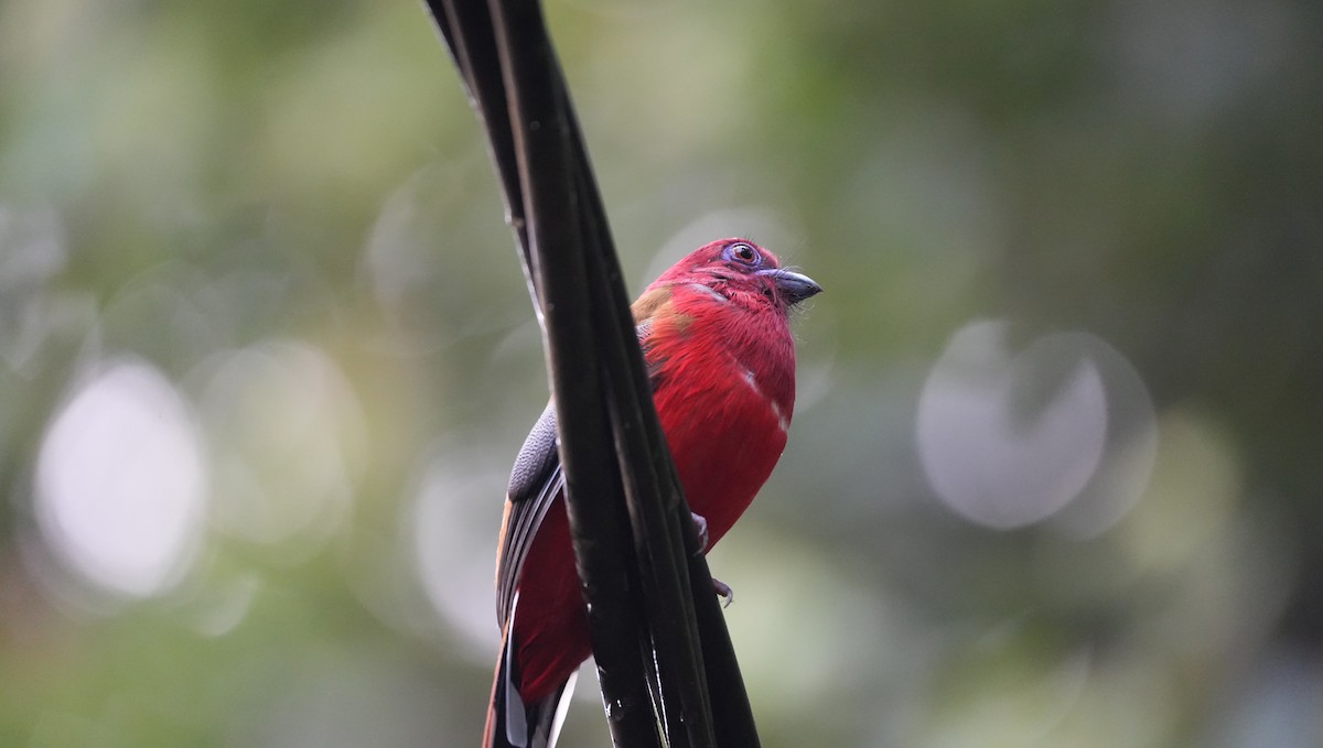 Red-headed Trogon - ML624498270