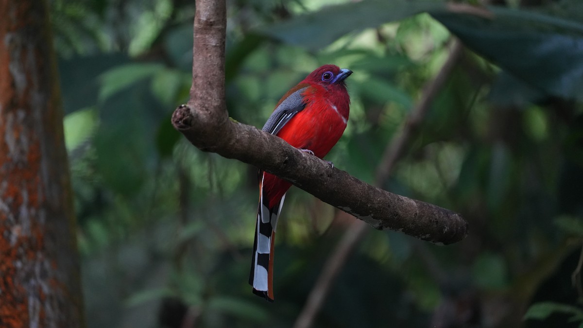 Red-headed Trogon - ML624498271