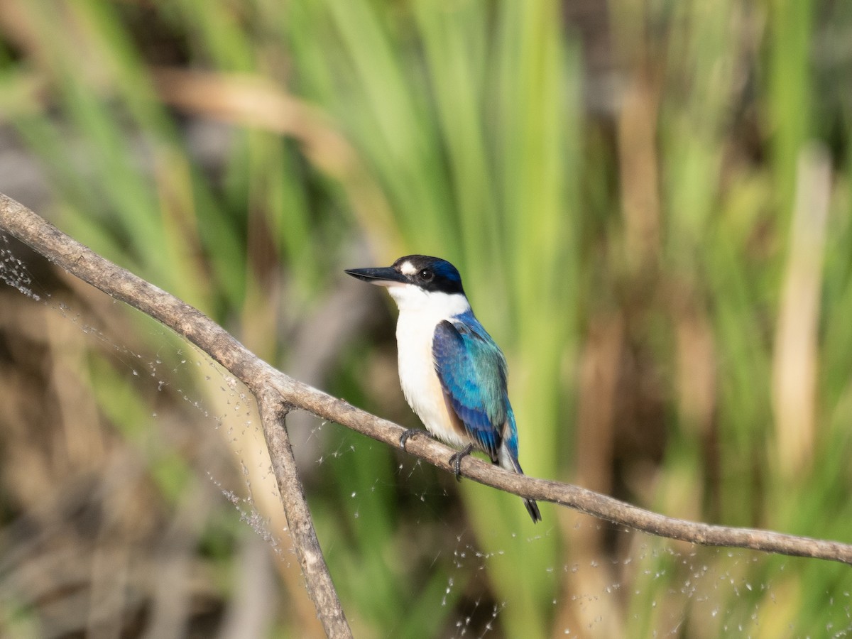 Forest Kingfisher - ML624498453