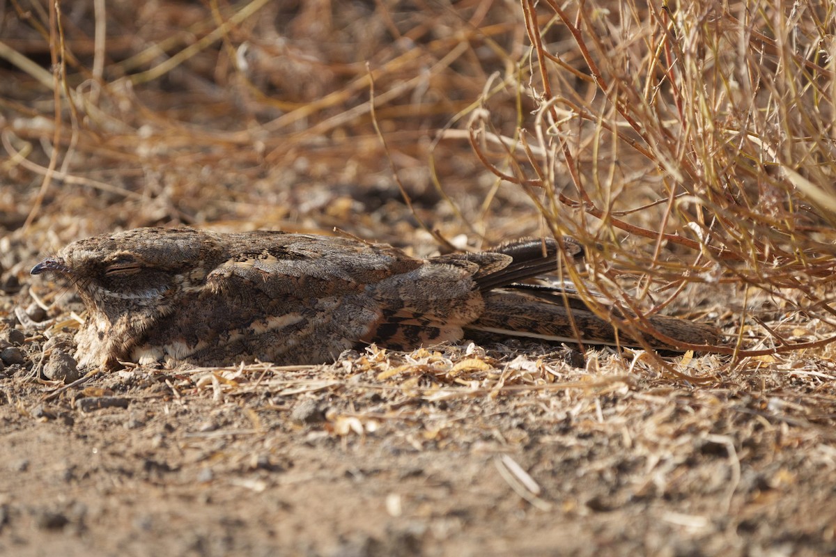 Square-tailed Nightjar - ML624498468