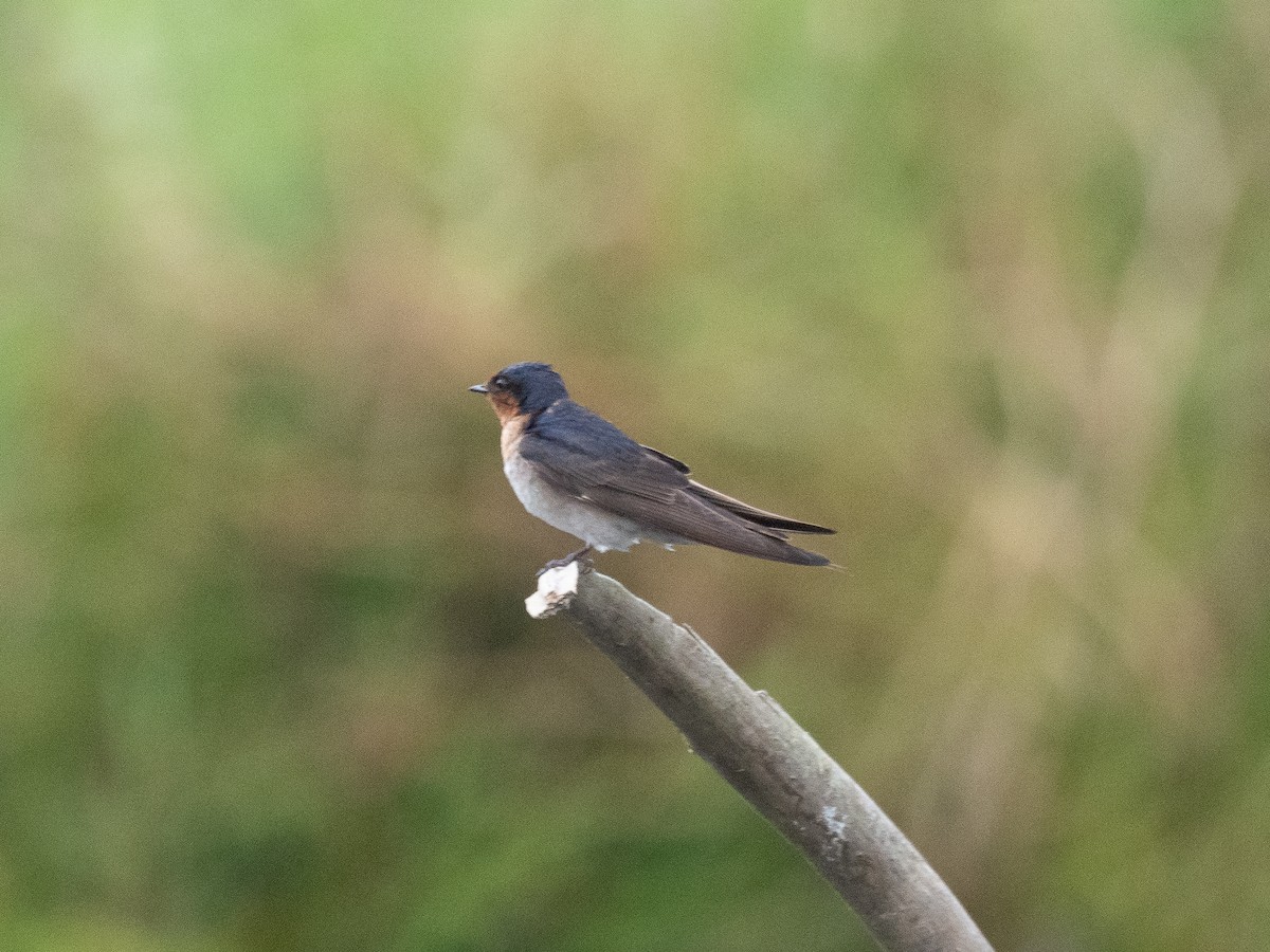 Welcome Swallow - ML624498480