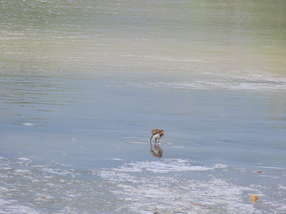 Common Snipe - ML624498582