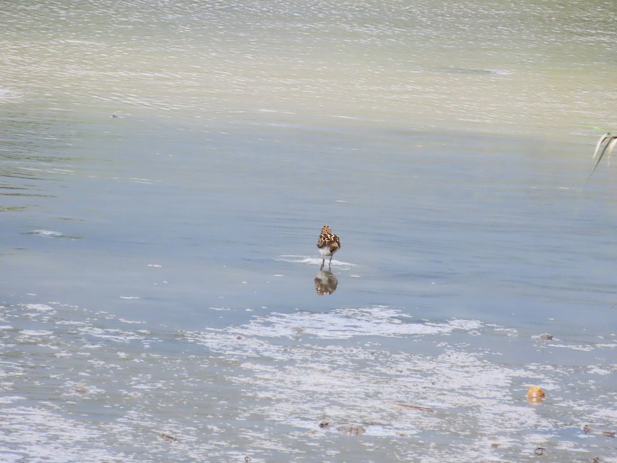 Common Snipe - ML624498583