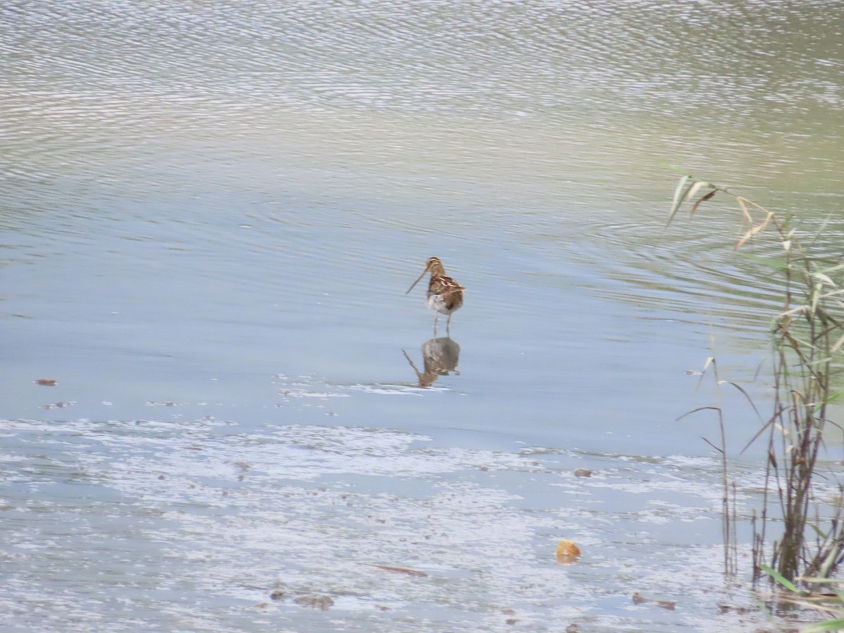 Common Snipe - ML624498584