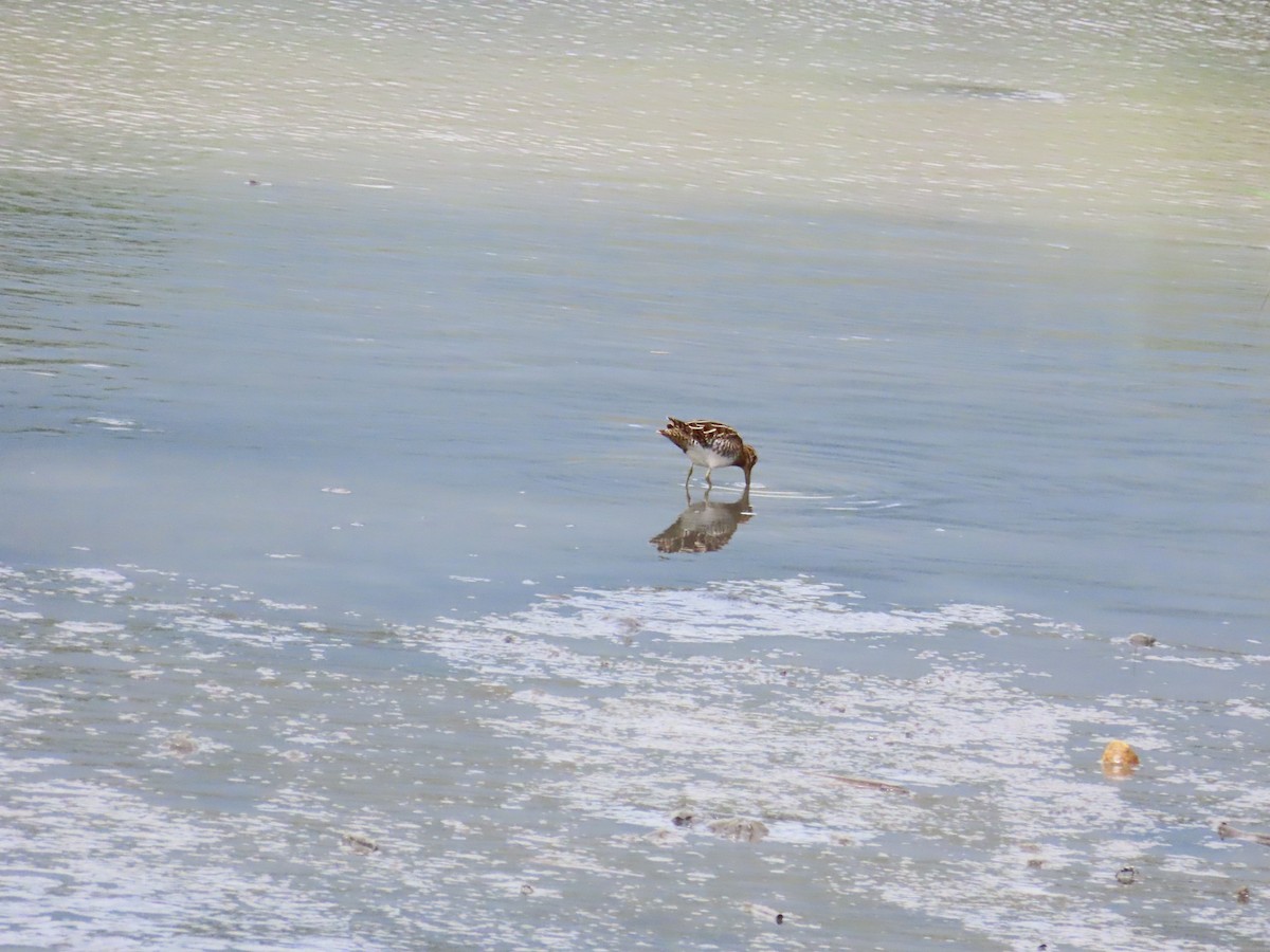 Common Snipe - ML624498585