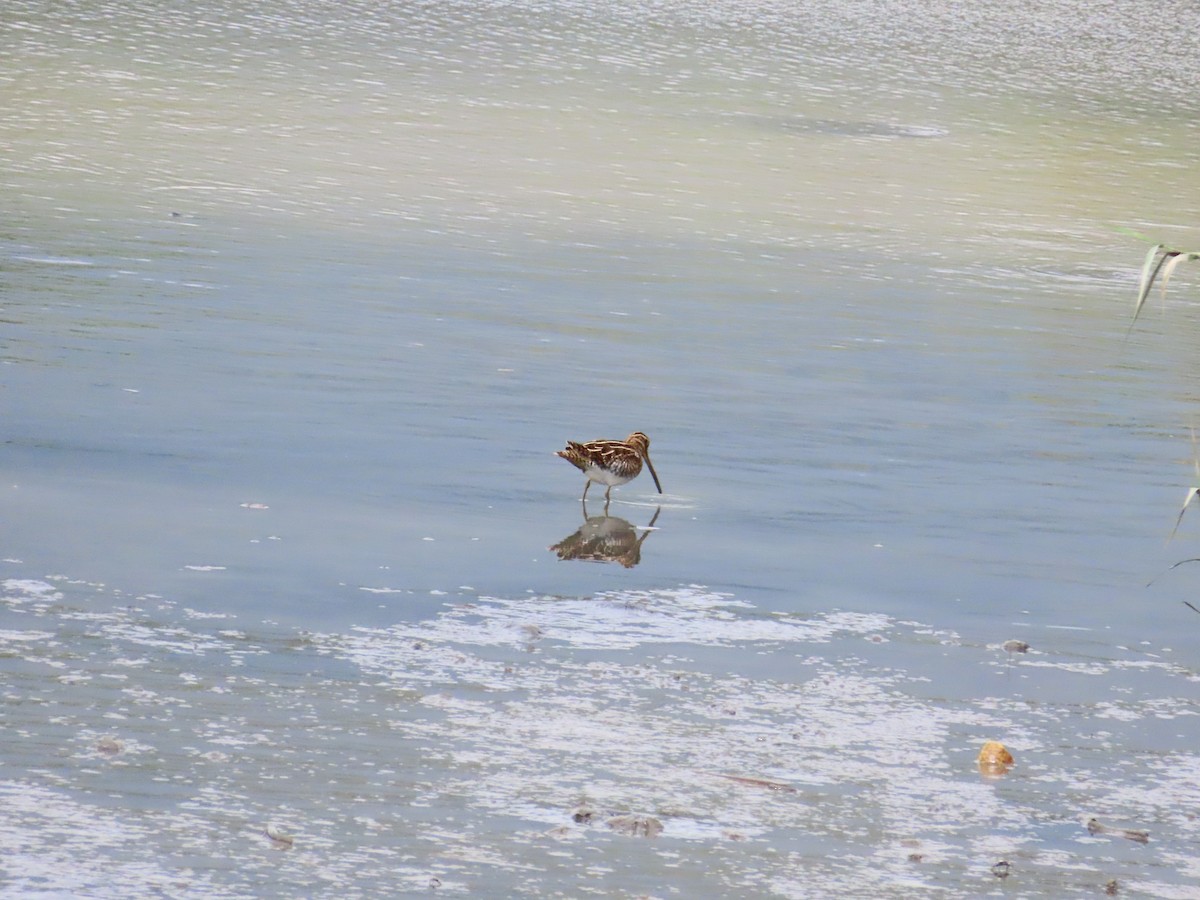 Common Snipe - ML624498586