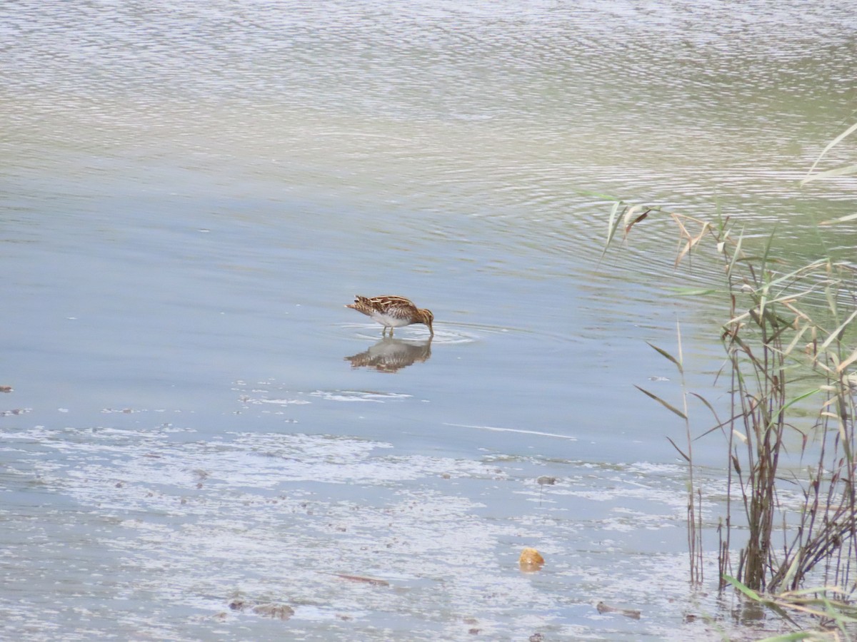 Common Snipe - ML624498587