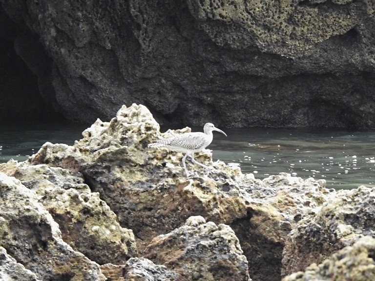 Whimbrel (European) - ML624498609