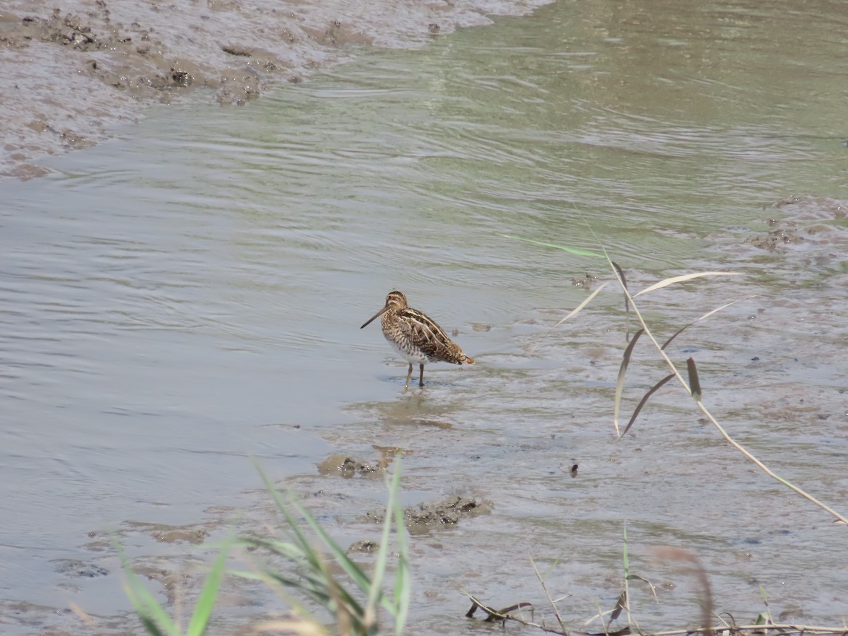 Common Snipe - ML624498657