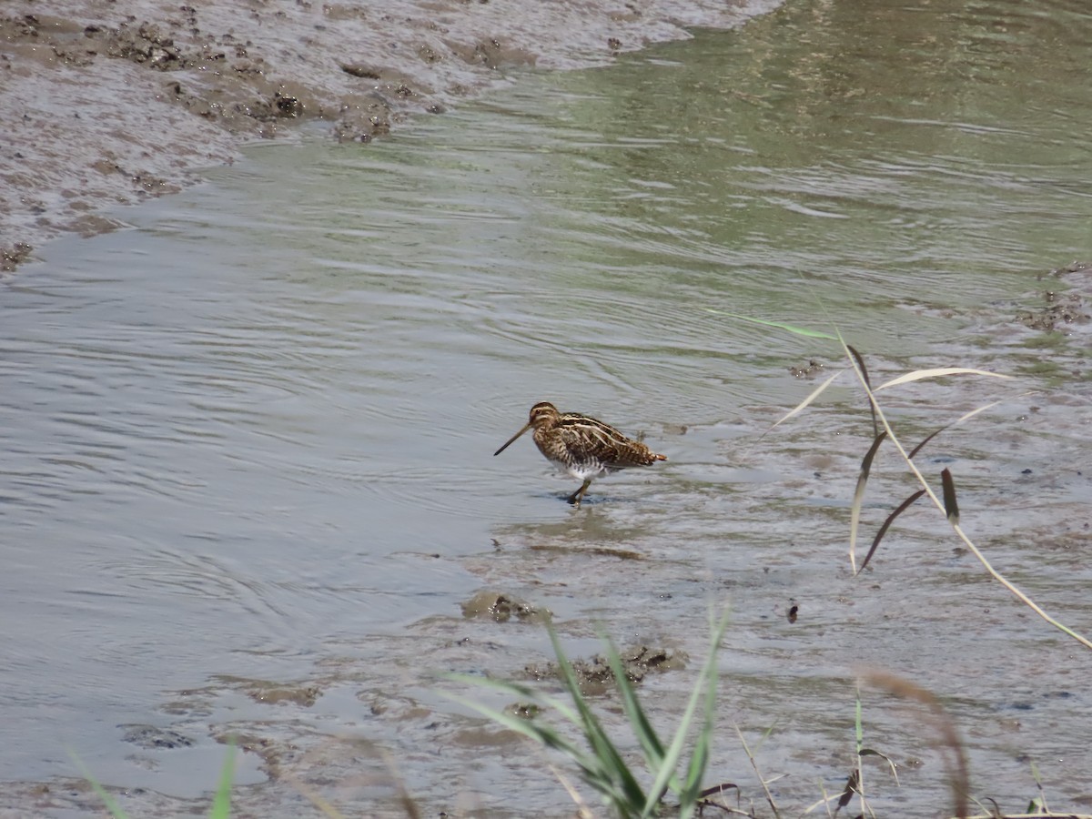 Common Snipe - ML624498658