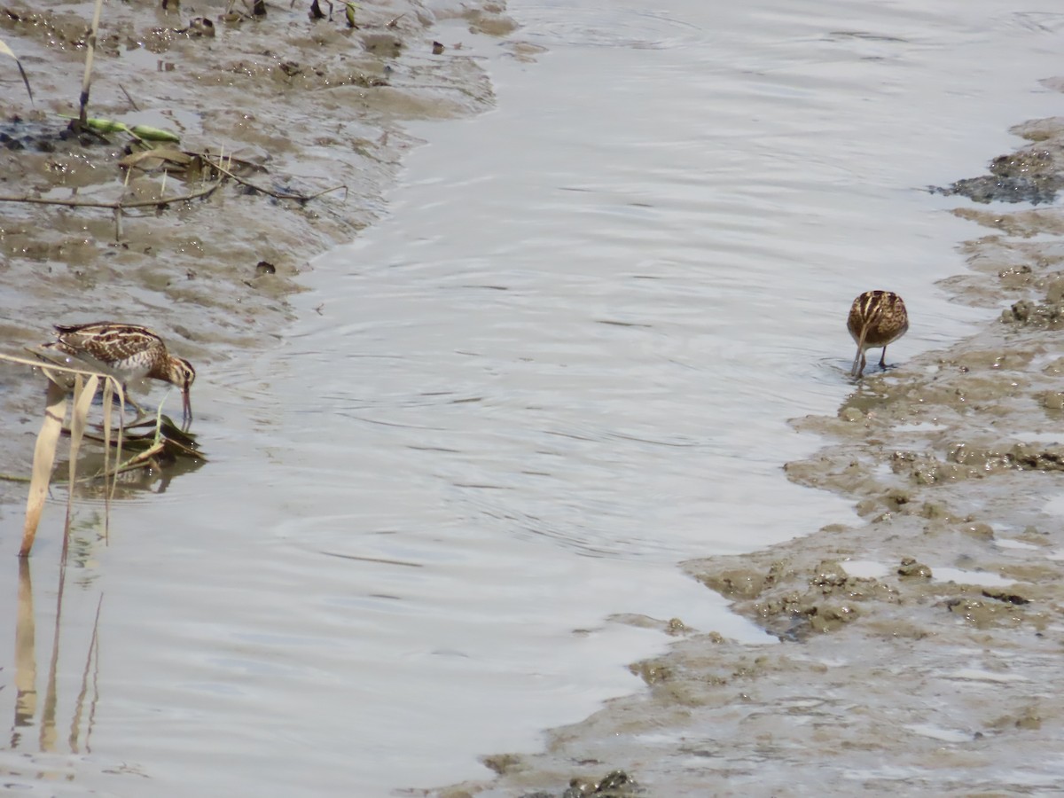 Common Snipe - ML624498668