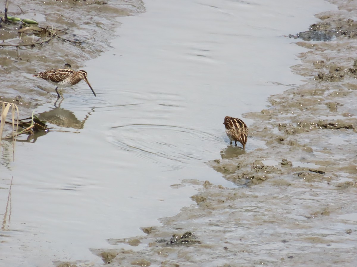 Common Snipe - ML624498669