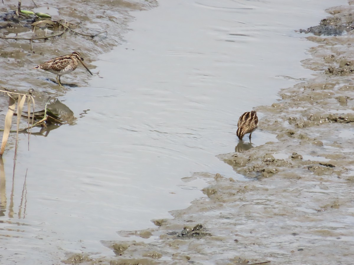 Common Snipe - ML624498670