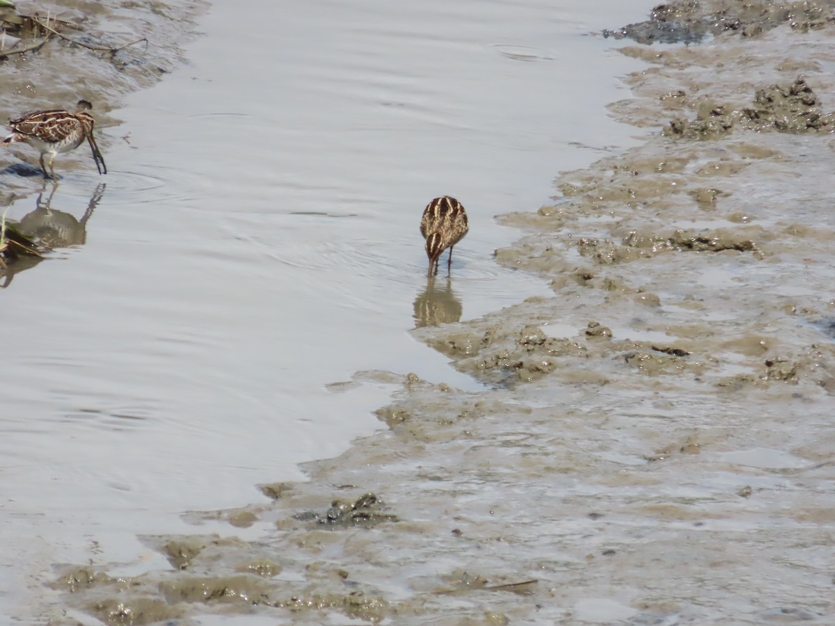 Common Snipe - ML624498671