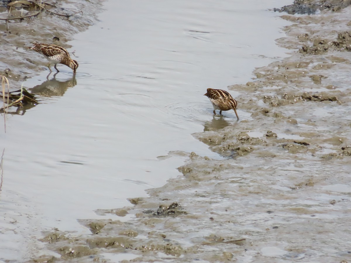 Common Snipe - ML624498672