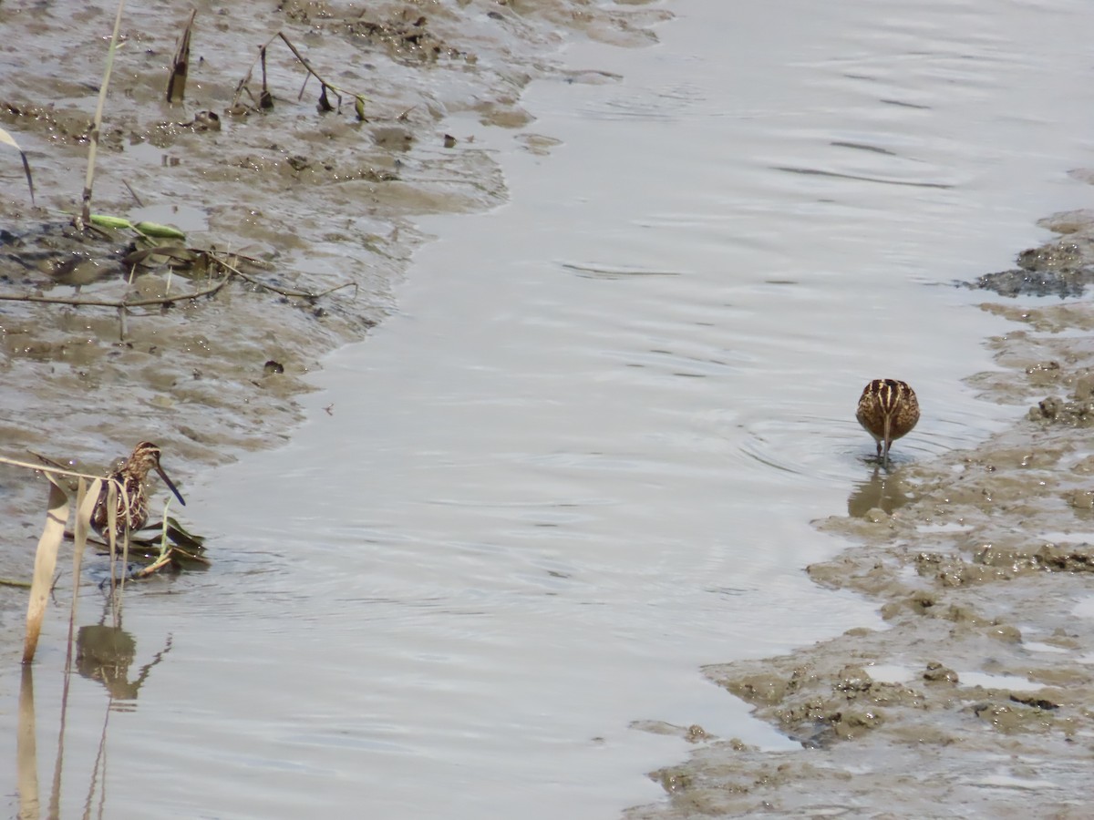 Common Snipe - ML624498673