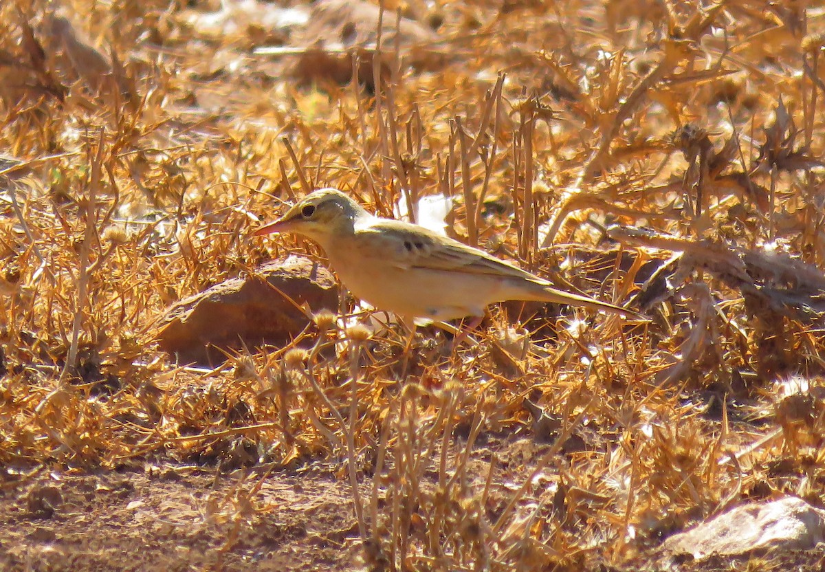 Tawny Pipit - Abdessamad ENNOURY