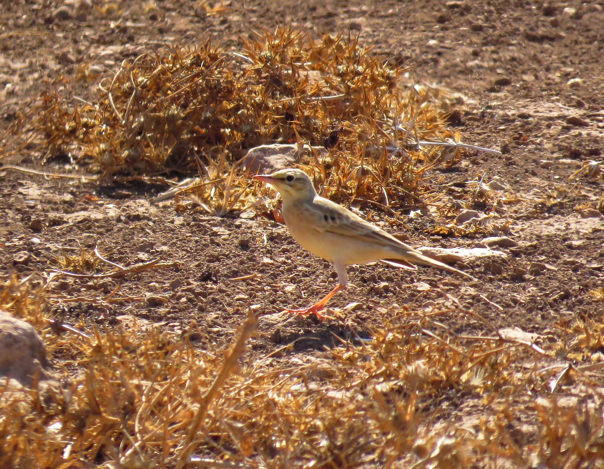 Tawny Pipit - Abdessamad ENNOURY