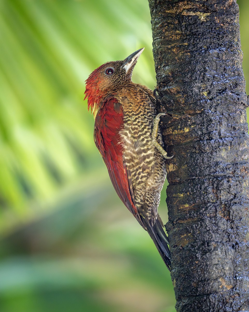 Banded Woodpecker - ML624498795