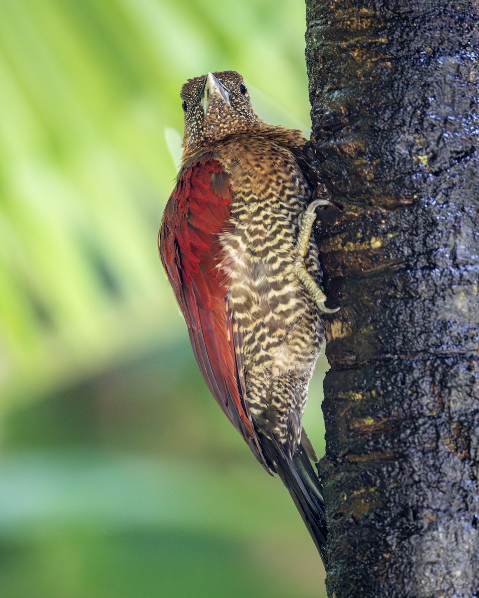 Banded Woodpecker - ML624498796
