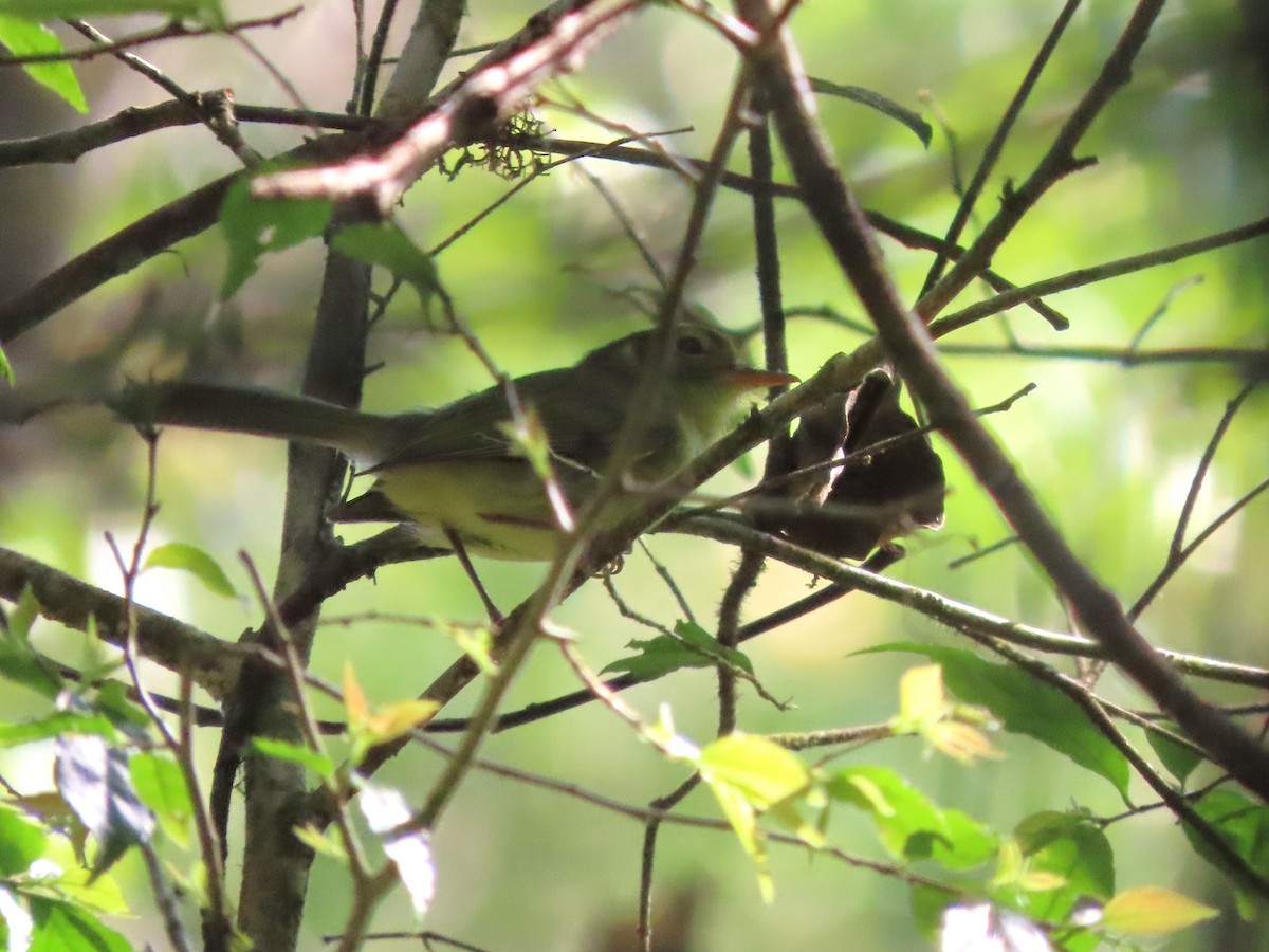 Oustalet's Tyrannulet - ML624498832