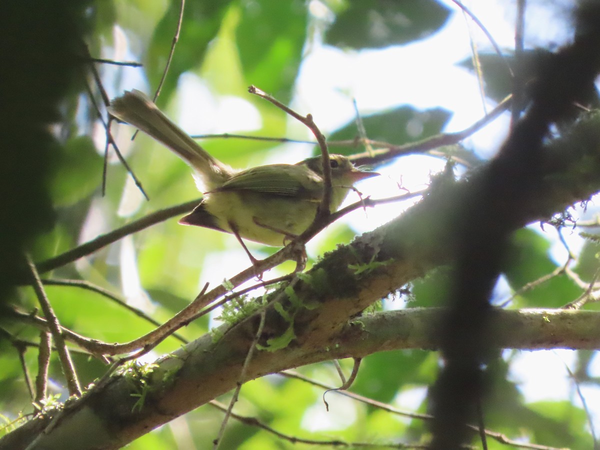 Oustalet's Tyrannulet - ML624498833