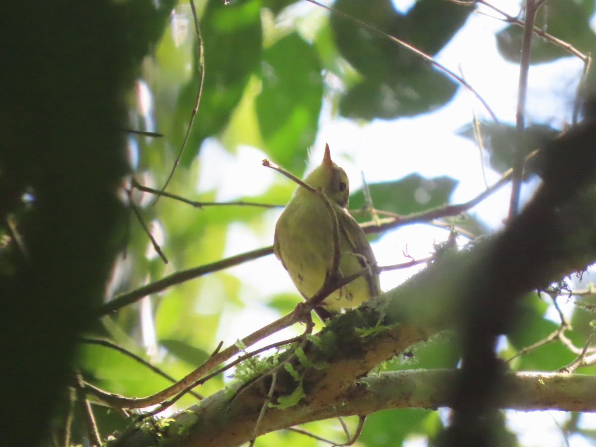 Oustalet's Tyrannulet - ML624498834