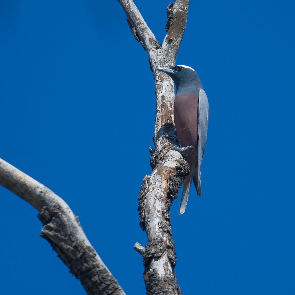 White-browed Woodswallow - Adrian Brooks