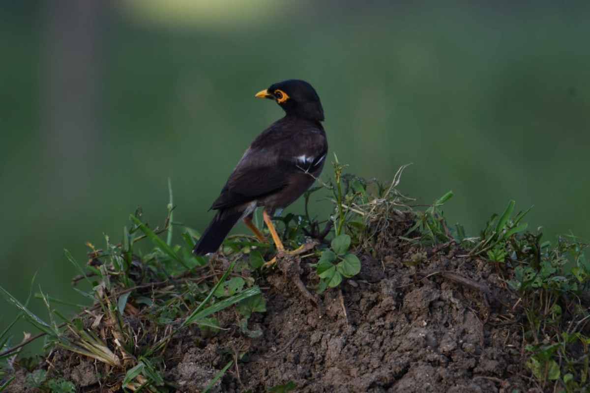 Common Myna - ML624498878