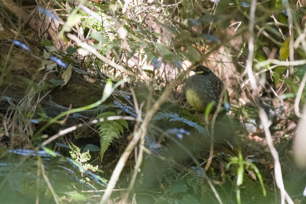 Taiwan Partridge - u7 Liao