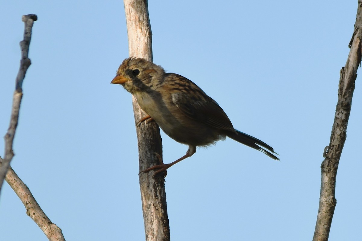 Field Sparrow - Mark Greene