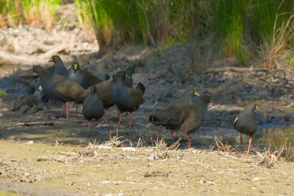 Black-tailed Nativehen - ML624499020