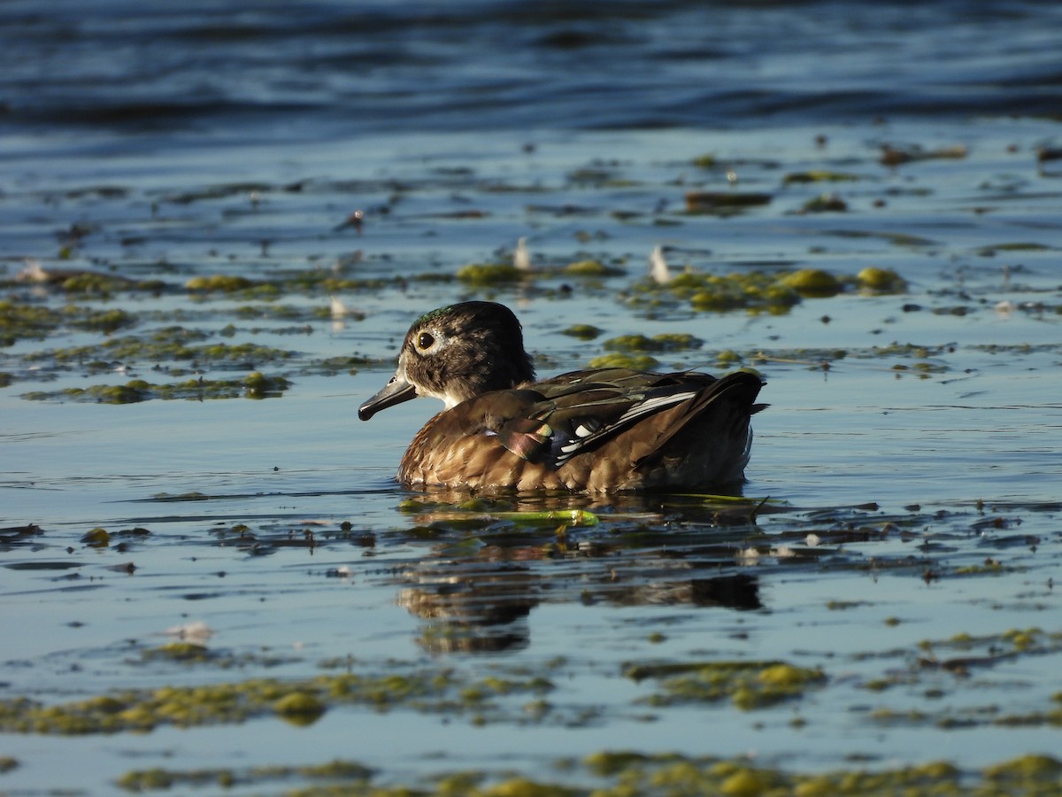 Wood Duck - ML624499048