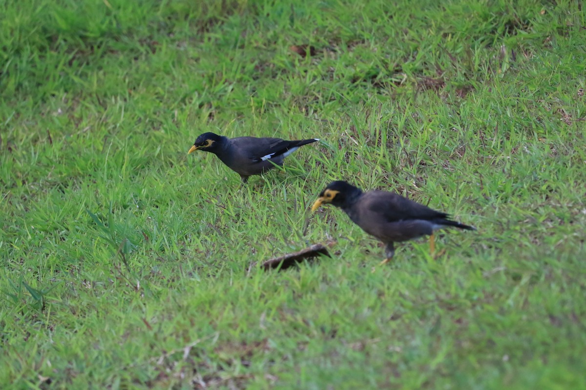 Common Myna - ML624499144