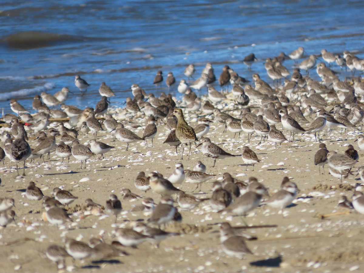 Pacific Golden-Plover - ML624499237