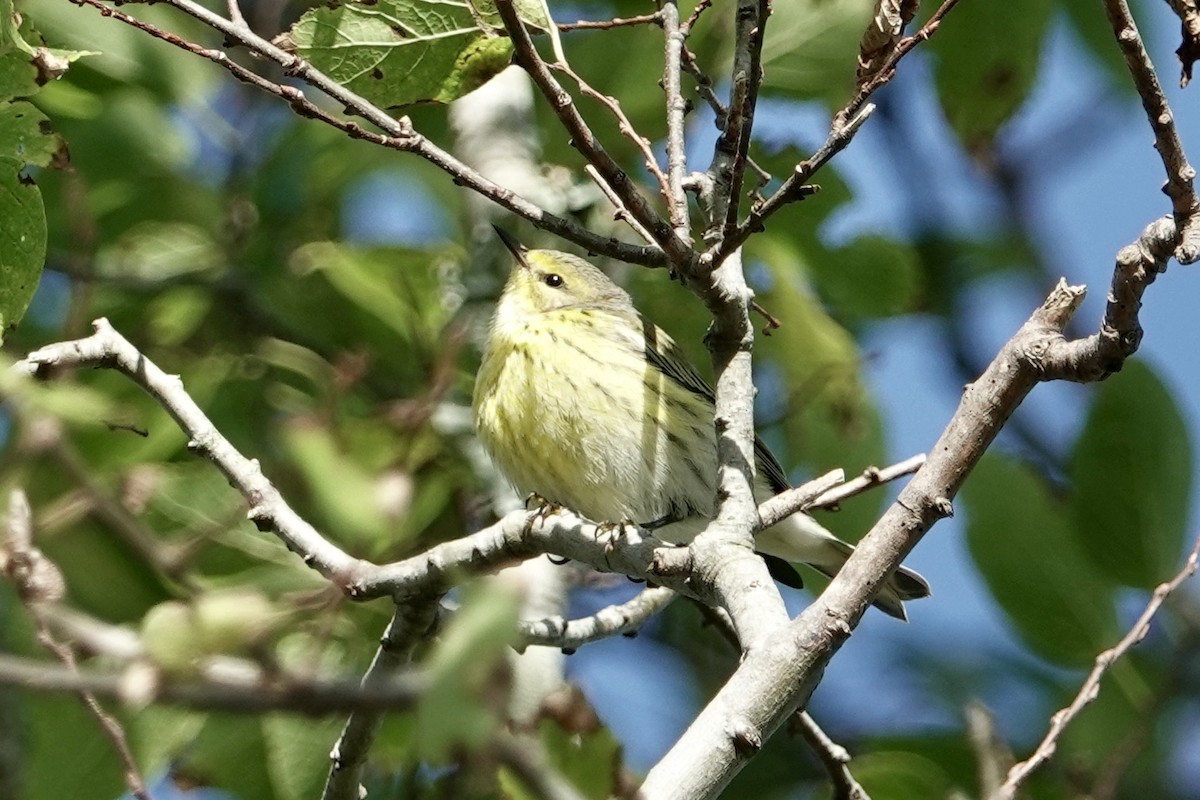 Cape May Warbler - ML624499252