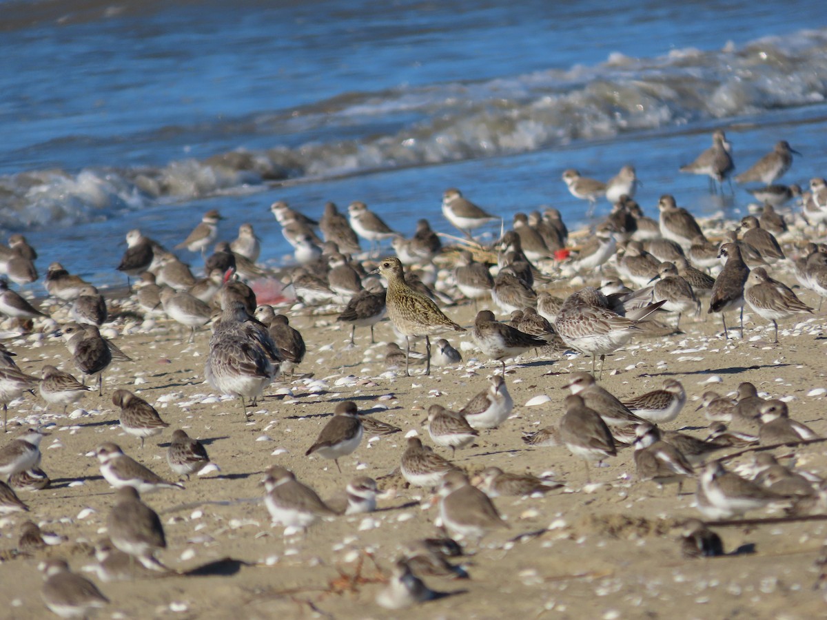 Pacific Golden-Plover - ML624499351